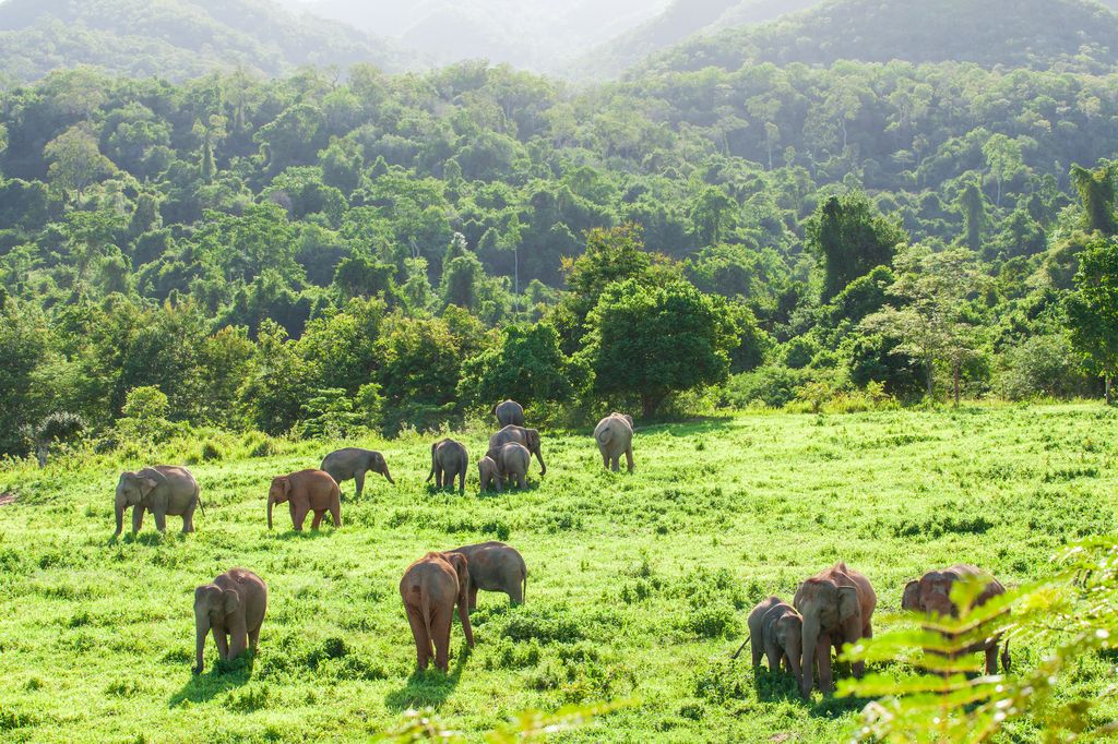 A herd of elephants on a grassland in Thailand.