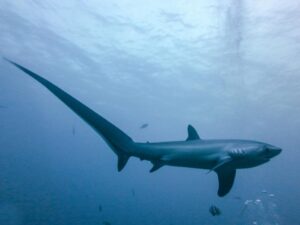 Meeting Rare Thresher Sharks Off Malapascua Island