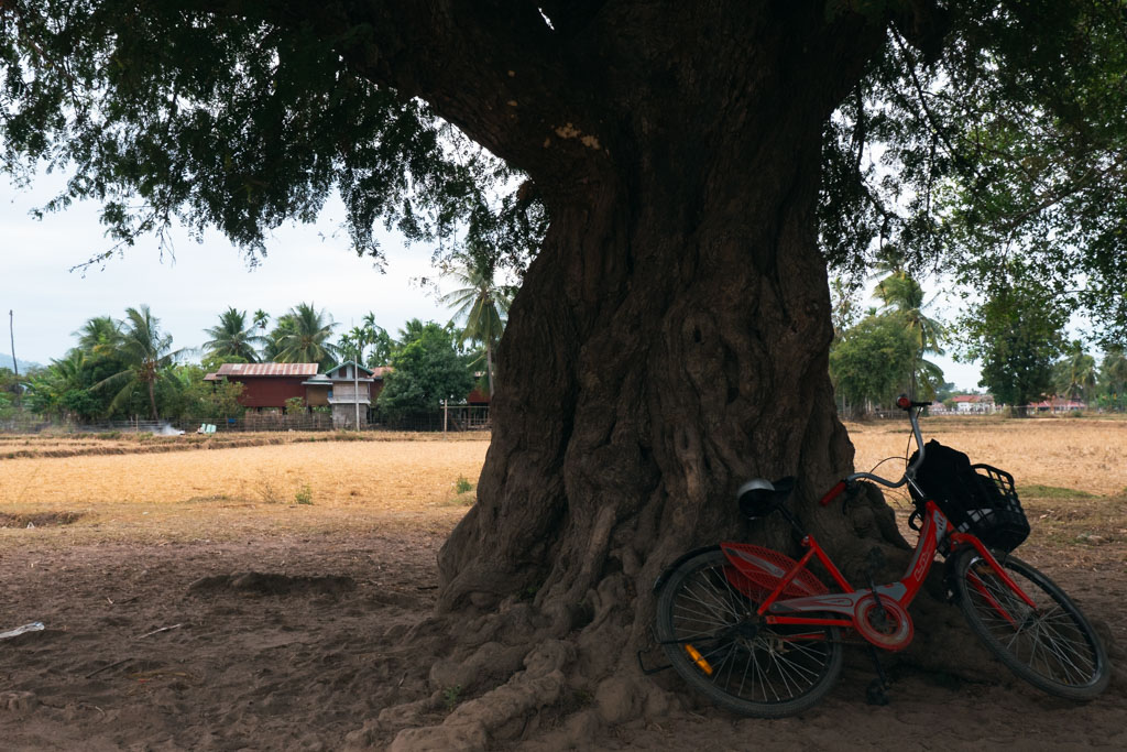 A bicycle resting on a tree in a rural area in Laos.