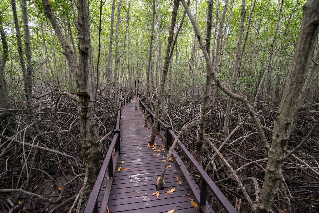 Walkway in the middle of a mangrove forest near Hua Hin, Thailand.