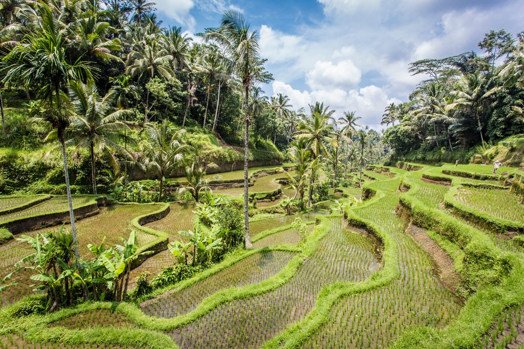 Rice Terraces in Ubud, Bali, Indonesia.